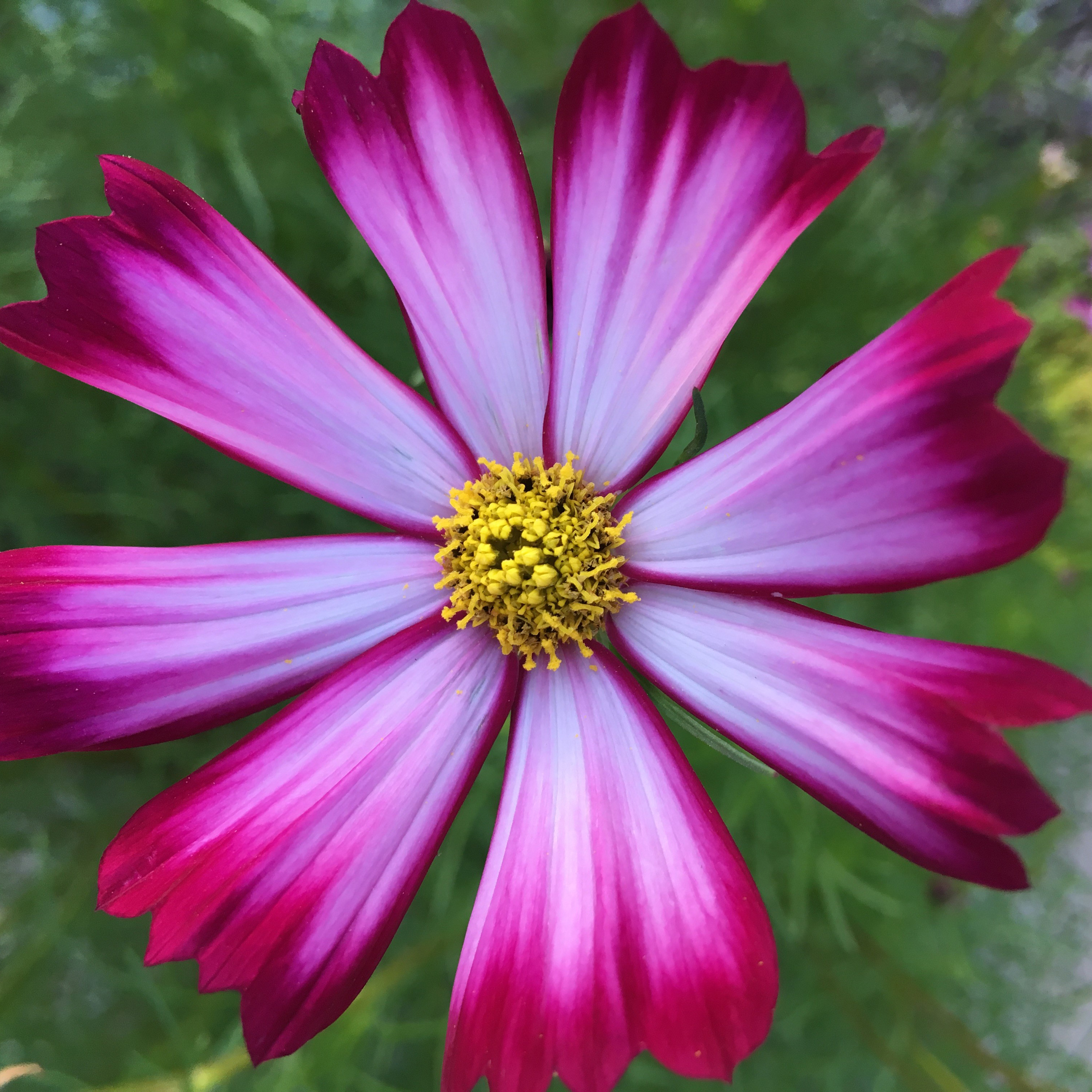Cosmos Sensation